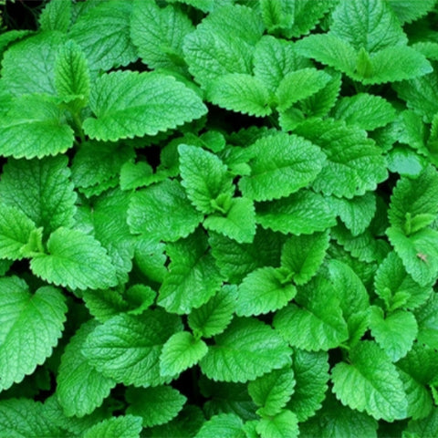 Melissa-Officinalis-Balm-Seeds