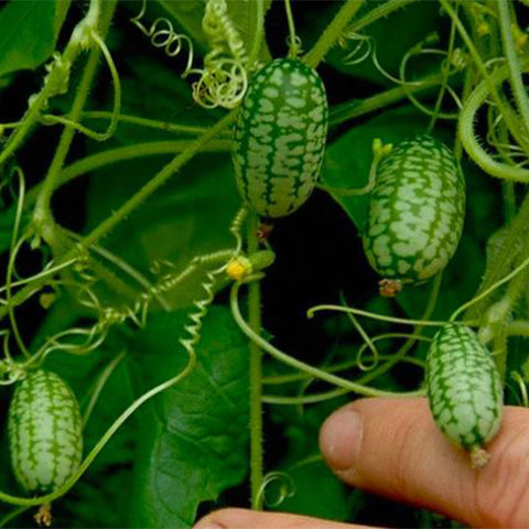 Melothria-scabra-Cucamelon-Seeds