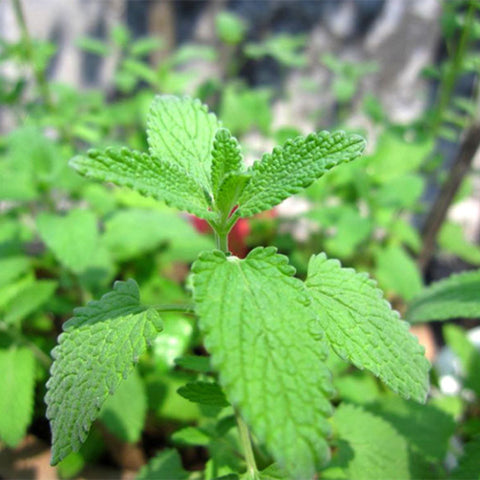 Mentha-Arvensis-Perfume-Mint-Seeds
