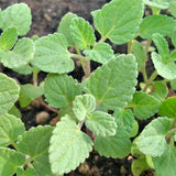 Mentha-Arvensis-Perfume-Mint-Seeds