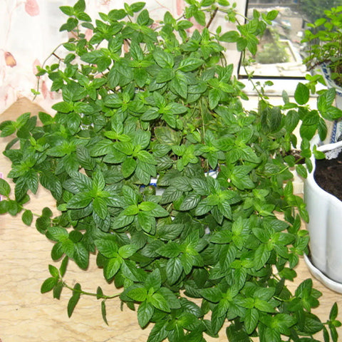 Mentha-Piperita-Peppermint-Seeds