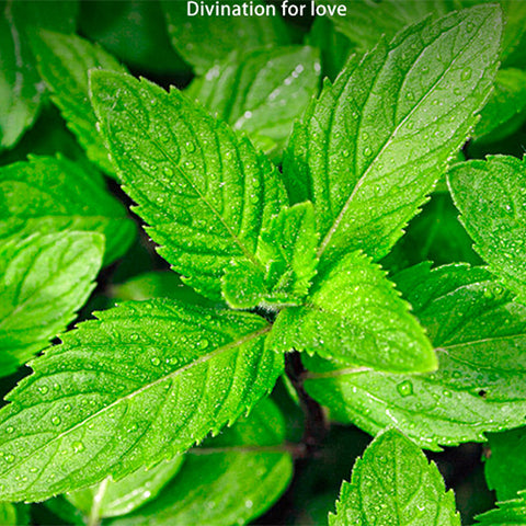 Mentha-Spicata-Spearmint-Seeds