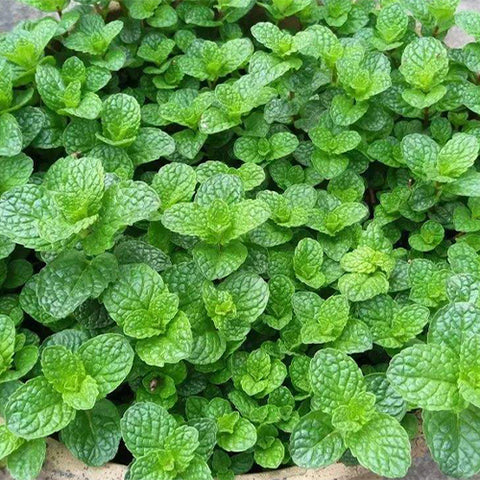 Mentha-haplocalyx-Menthae-Haplocalycis-Seeds