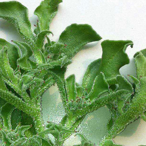 Mesembryanthemum Crystallinum & Lce Plant Seeds