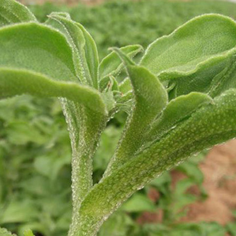 Mesembryanthemum Crystallinum & Lce Plant Seeds