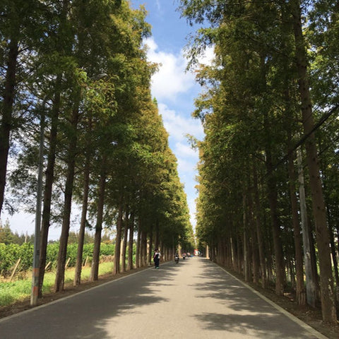 Metasequoia glyptostroboides & Dawn redwood Seeds