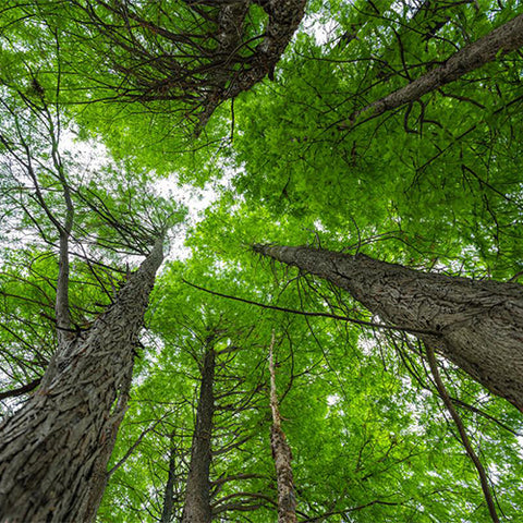 Metasequoia glyptostroboides & Dawn redwood Seeds