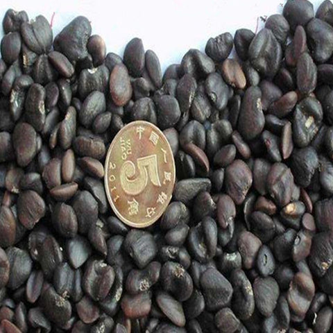 Michelia-champaca-Champak-Seeds