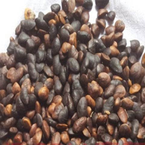 Michelia-figo-Banana-shrub-Seeds