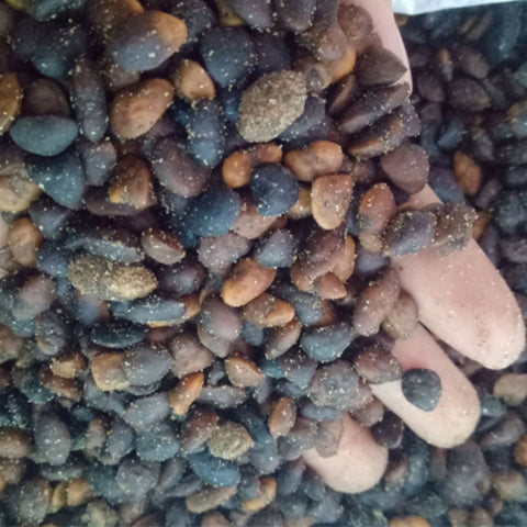 Michelia-macclurei-Phoebe-phoenix-Seeds