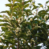 Michelia-macclurei-Phoebe-phoenix-Seeds