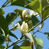 Michelia-macclurei-Phoebe-phoenix-Seeds