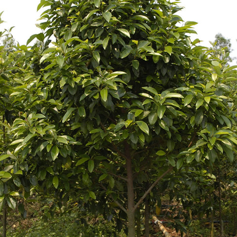 Michelia-macclurei-Phoebe-phoenix-Seeds