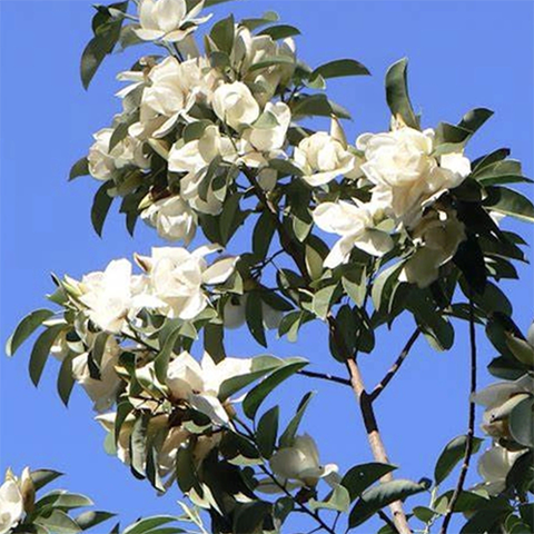 Michelia maudiae Seeds
