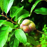 Michelia-odora-Tsoongiodendron-odorum-Seeds