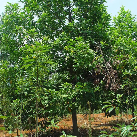 Michelia-odora-Tsoongiodendron-odorum-Seeds