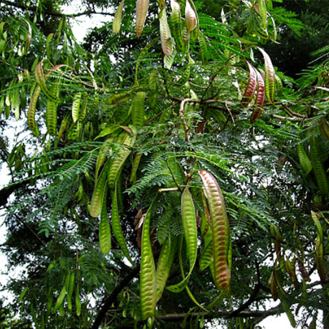 Mimosa sepiaria & Mimosa light pod Seeds