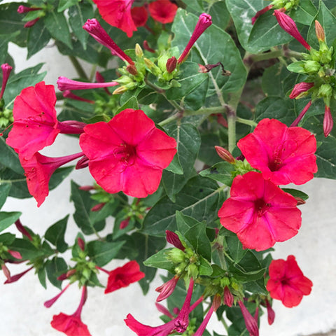 Mirabilis-Jalapa-Four-O'Clocks-Seeds