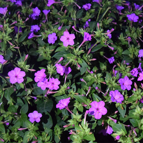 Mirabilis-Jalapa-Four-O'Clocks-Seeds
