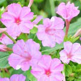 Mirabilis-Jalapa-Four-o'clocks-Seeds