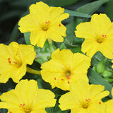 Mirabilis-Jalapa-Four-o'clocks-Seeds