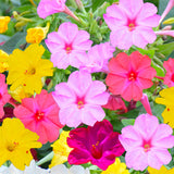 Mirabilis-Jalapa-Four-o'clocks-Seeds