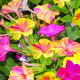 Mirabilis-Jalapa-Four-o'clocks-Seeds