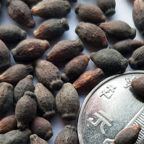 Mirabilis-Jalapa-Four-o'clocks-Seeds