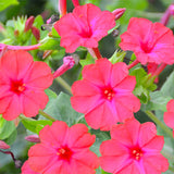 Mirabilis-Jalapa-Four-o'clocks-Seeds