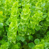 Moluccella Laevis & Shell Flower Seeds
