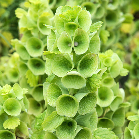 Moluccella Laevis & Shell Flower Seeds