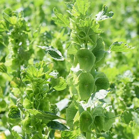 Molucella-Laevis-Shell-Flower-Seeds