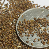 Monarda-DidymaL-American-Mint-Seeds