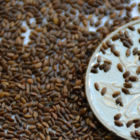 Monarda-DidymaL-American-Mint-Seeds