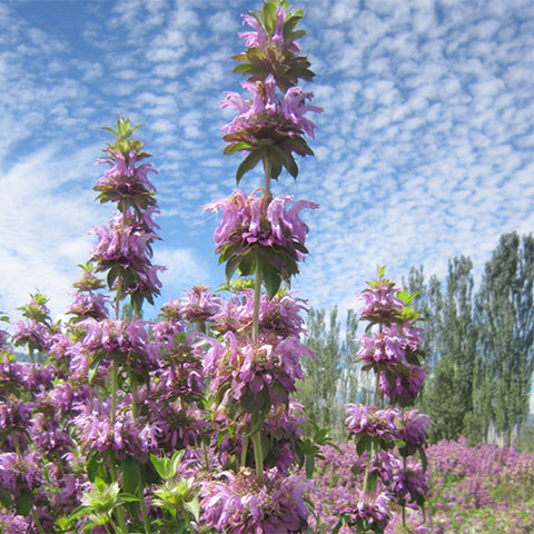 Monarda-DidymaL-American-Mint-Seeds