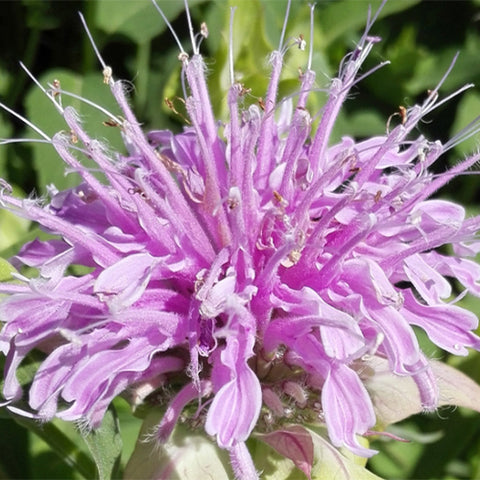 Monarda-DidymaL-American-Mint-Seeds