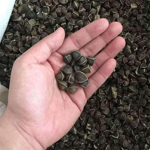 Moringa oleifera & Moringa Seeds