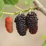 Morus-alba-Common-mulberry-Seeds