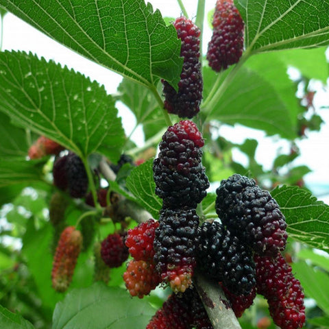 Morus-alba-Common-mulberry-Seeds