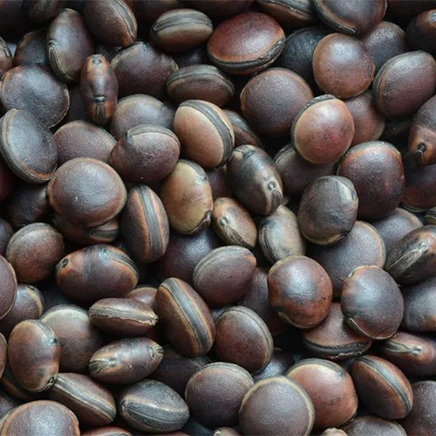 Mucuna-sempervirens-Seeds