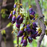 Mucuna-sempervirens-Seeds