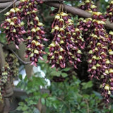 Mucuna-sempervirens-Seeds