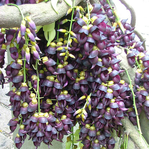 Mucuna-sempervirens-Seeds
