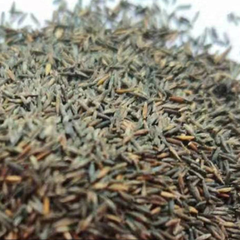 Muhlenbergia Capillaris Seeds