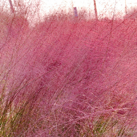 Muhlenbergia Capillaris Seeds