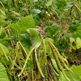 Mung-Bean-Green-Gram-Seeds