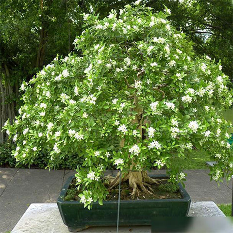 Murraya-paniculata-Murraya-exotica-Seeds