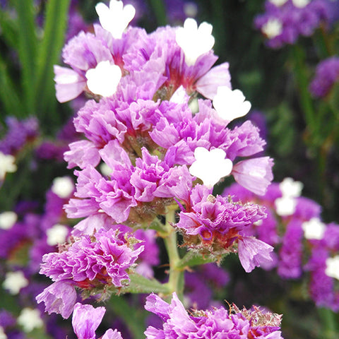 Myosotis Alpestris & Statice Seeds