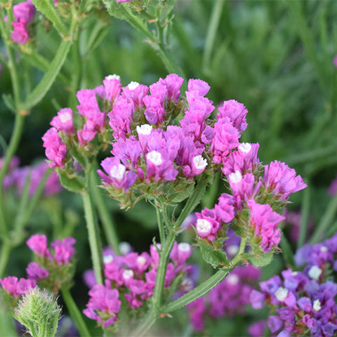 Myosotis-Alpestris-Statice-Seeds