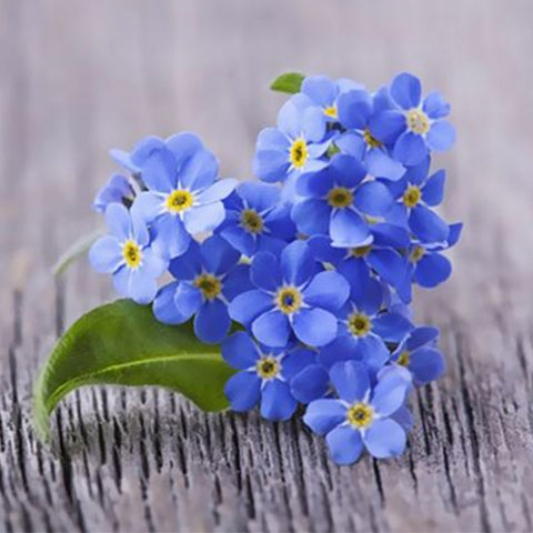 Myosotis-Silvatica-Statice-Seeds